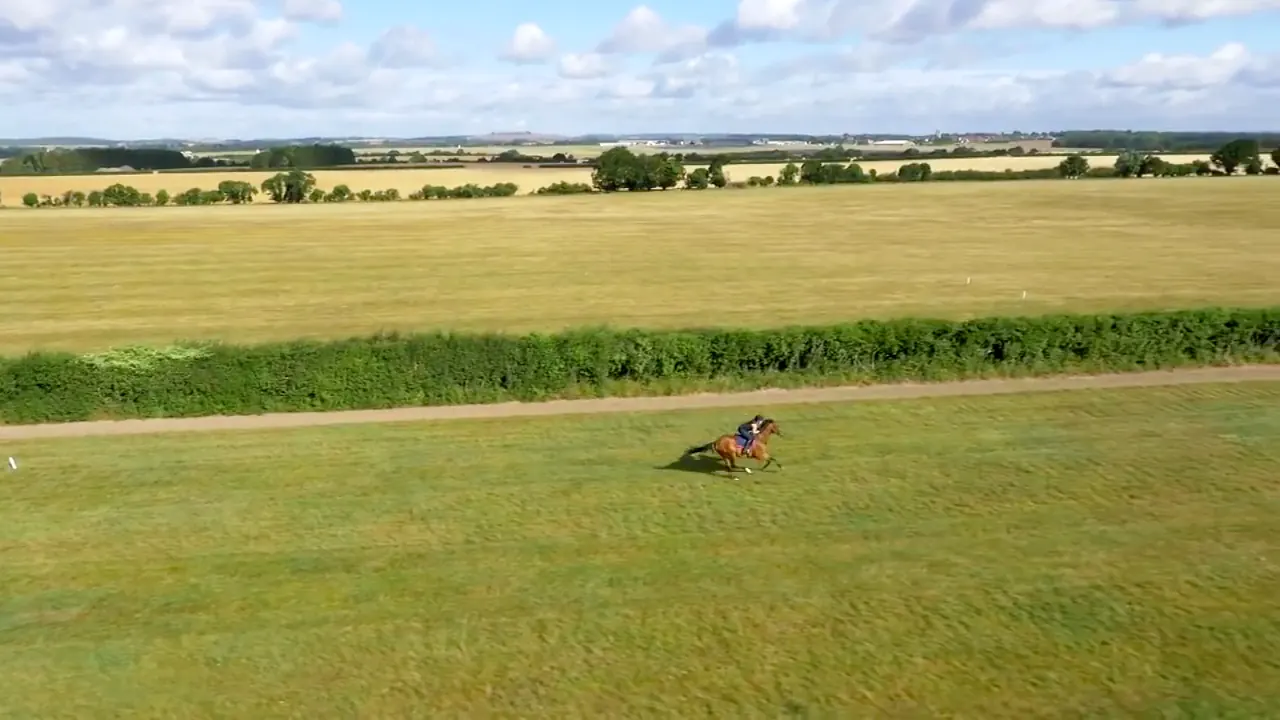 A racehorse working along the grass gallop