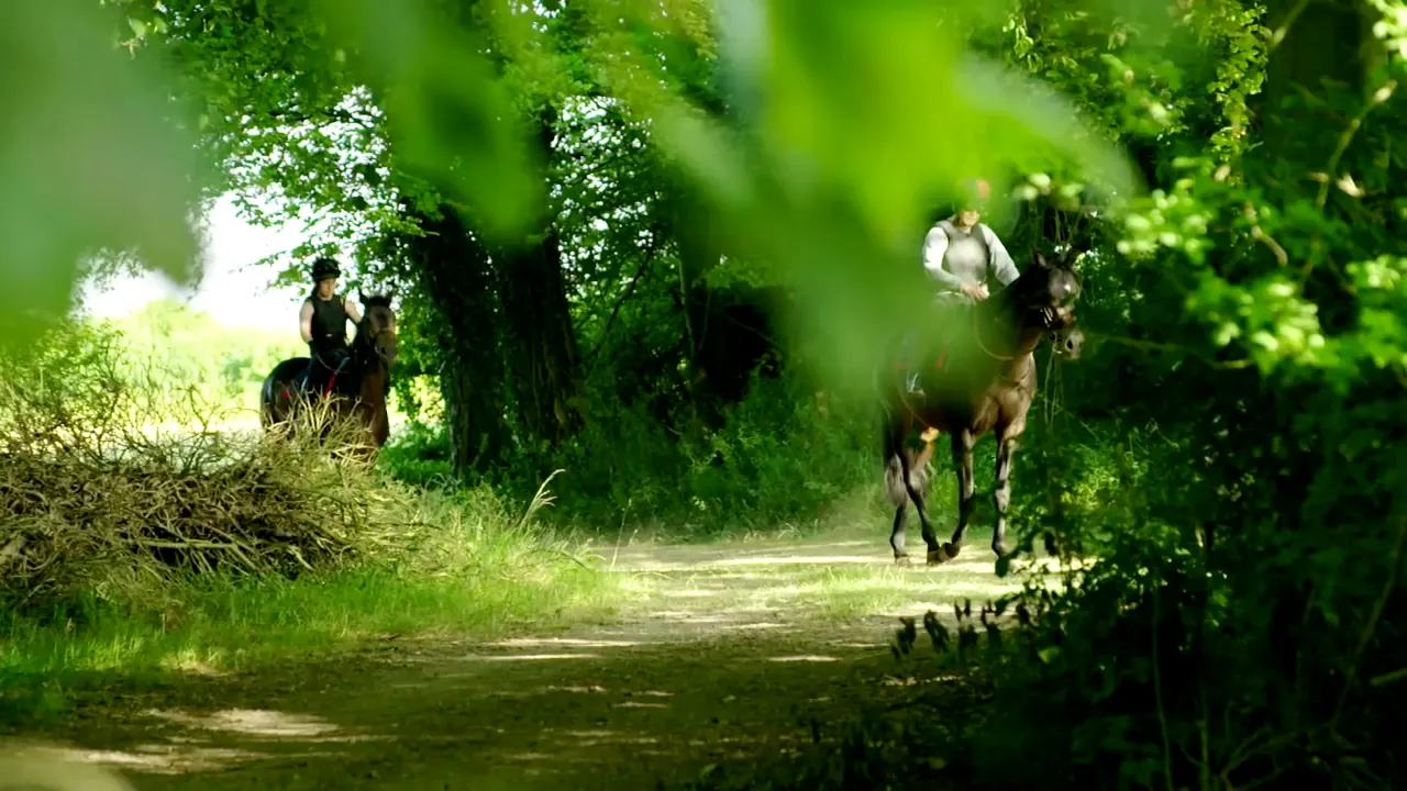 Riders on horseback on a shaded woodland ride